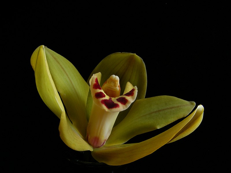 Orchidea