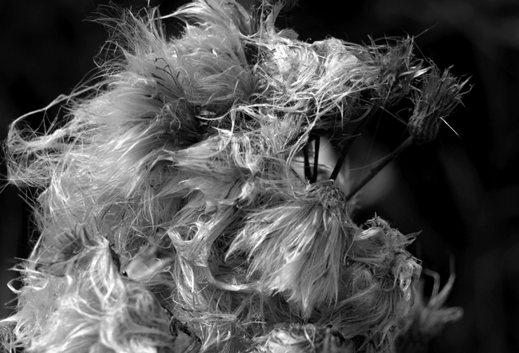 black & white