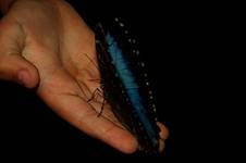 buterfly ...