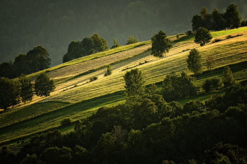 Olszyniec