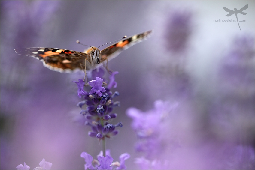 Vanessa cardui