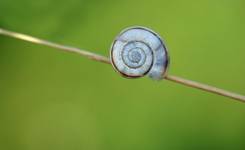 samotnia