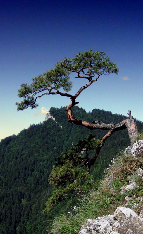Polskie bonsai