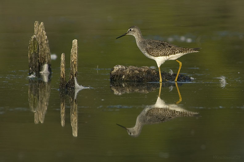 Yellowlegs