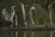 Great Blue Heron