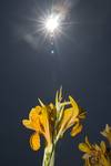 Sunny side up