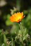 Marigold2