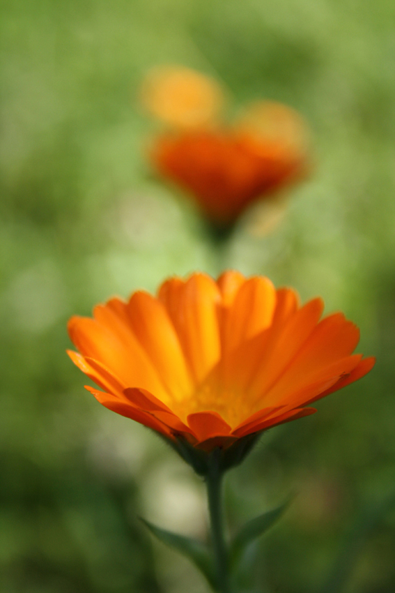 Marigold3