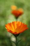 Marigold3