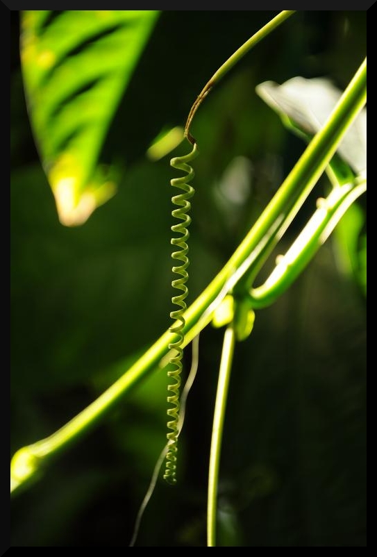 Serpentyna