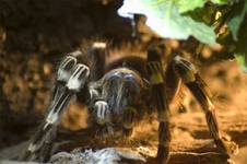 spider