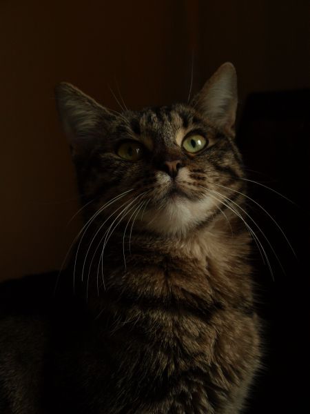 Bazylia II