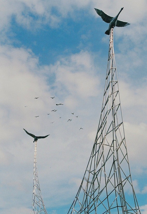 ptaki
