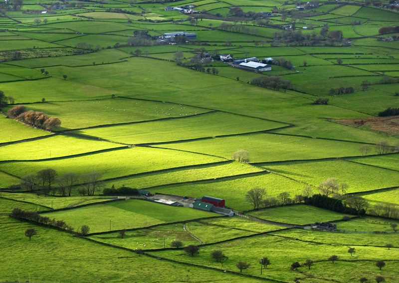 Irlandzkie pola
