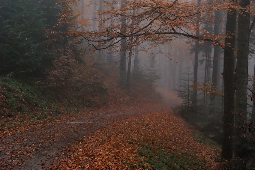 Moje ścieżki