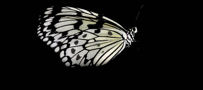 Motyl