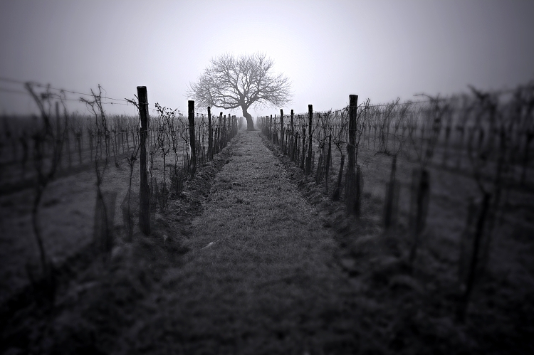 Wineyards Intimacy