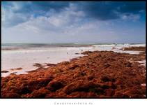 red tide