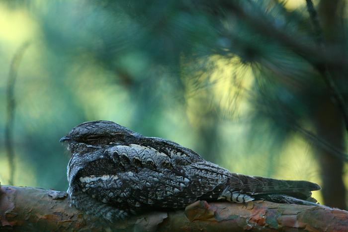 Lelek (lelek kozodój) (Caprimulgus europaeus)