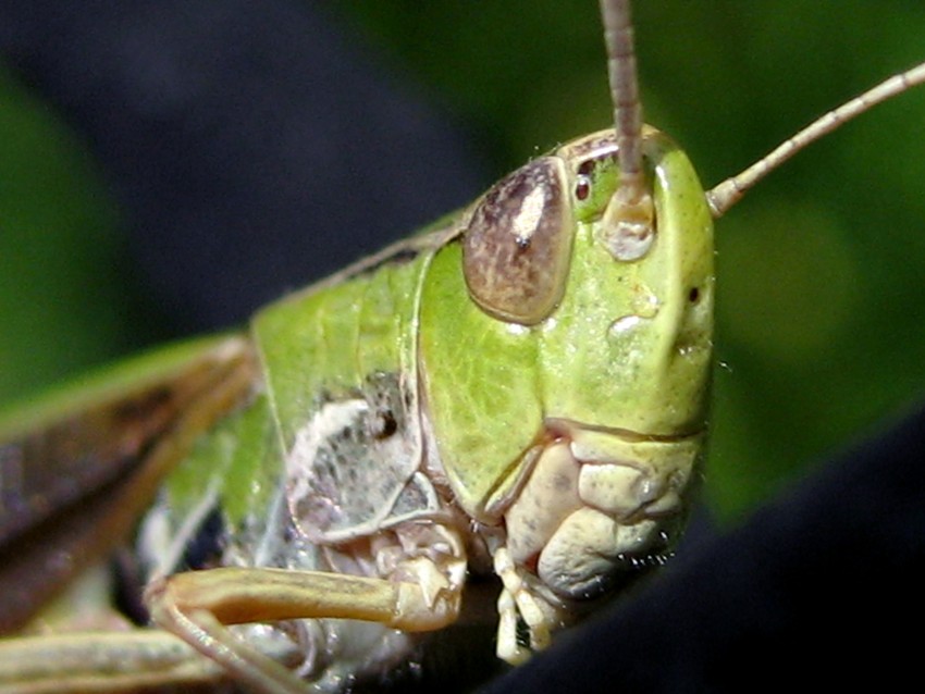 Konik polny