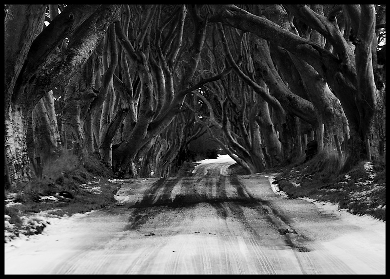The Dark Hedges