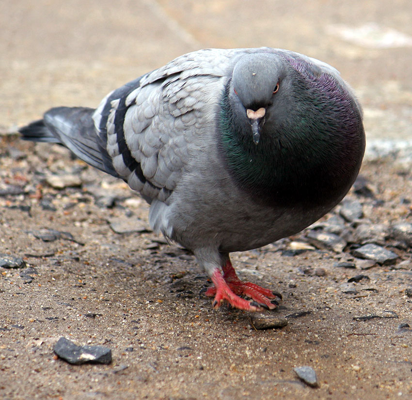 "You talkin' to me?"