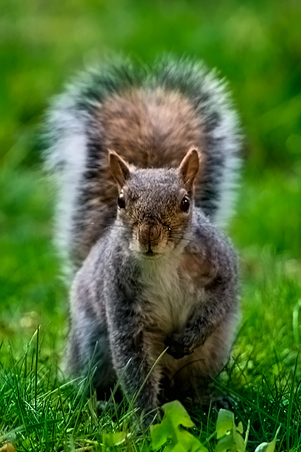 wiewiora
