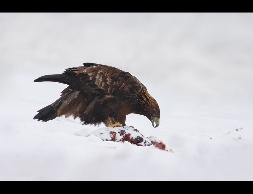 Orzeł przedni (Aquila chrysaetos)