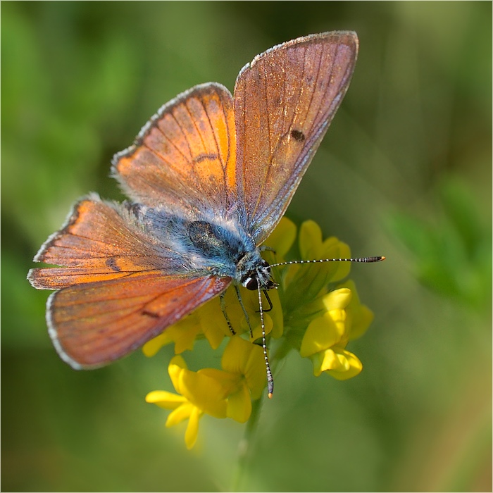 Motyl