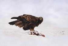 Orzeł przedni (Aquila chrysaetos)