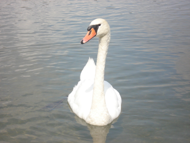 Łabędź