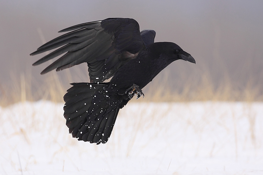 Kruk Curvus corax
