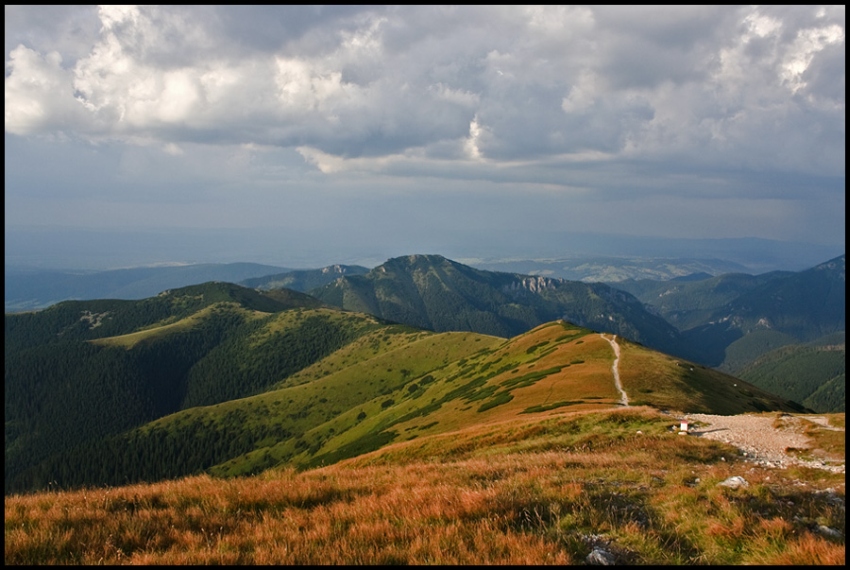Rakoń- Grześ