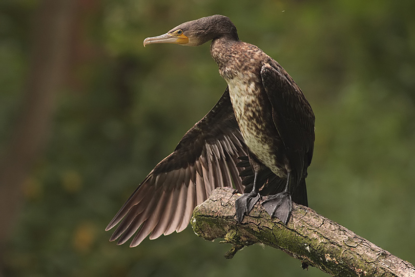 kormoran