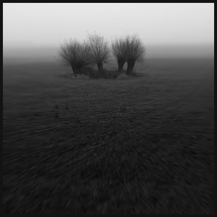 Wierzby