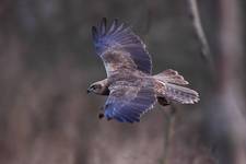 Błotniak stawowy Circus aeruginosus