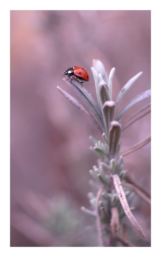 Ladybird