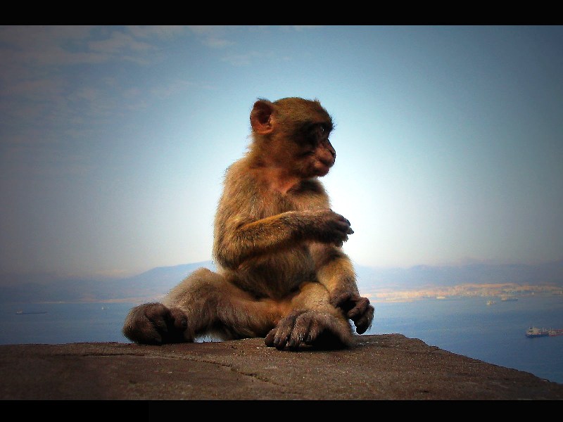 Monkey