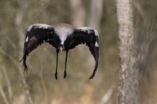 Żuraw Grus grus
