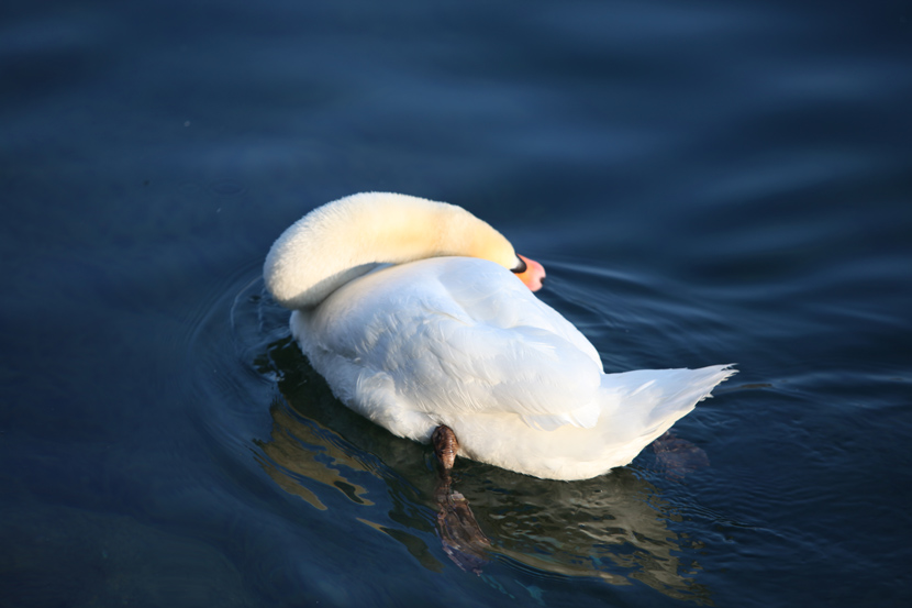 Łabdądź