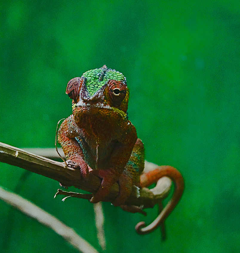 kameleon