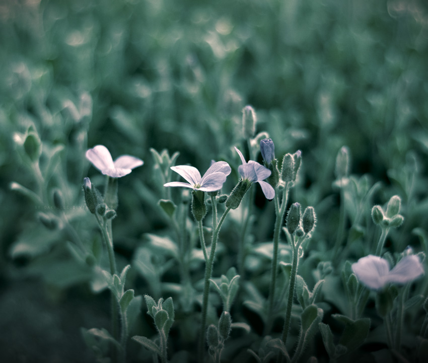 premiumnature
