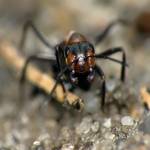 ant