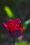 Tulipanek