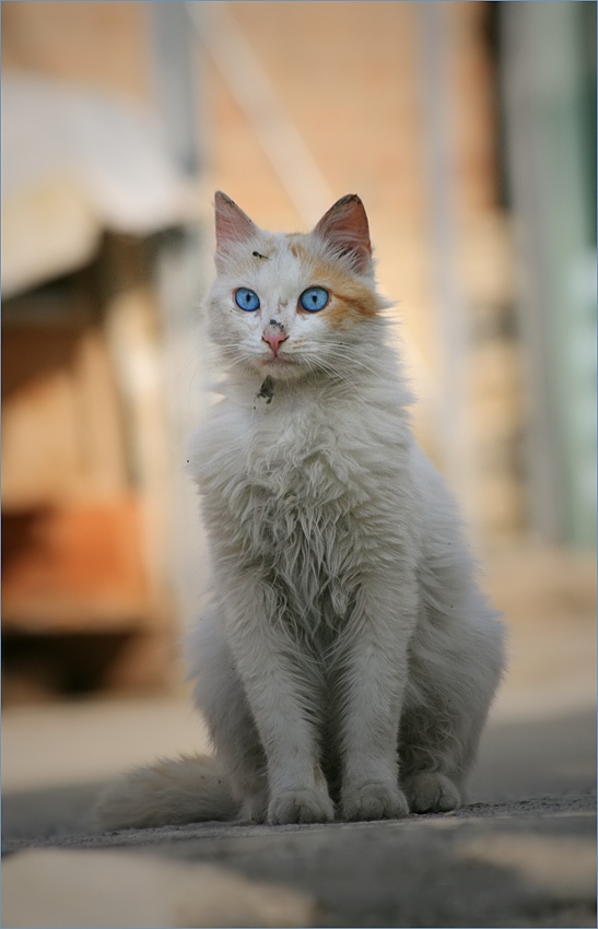 Cyprus Cat
