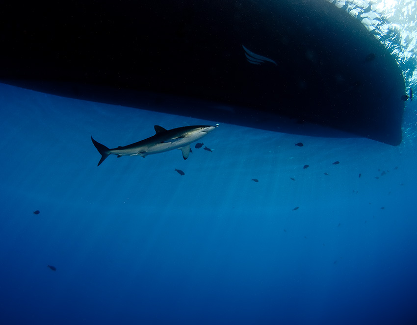 Blacktip (Carcharhinus limbatus)
