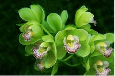Orchidee czyli Storczyki