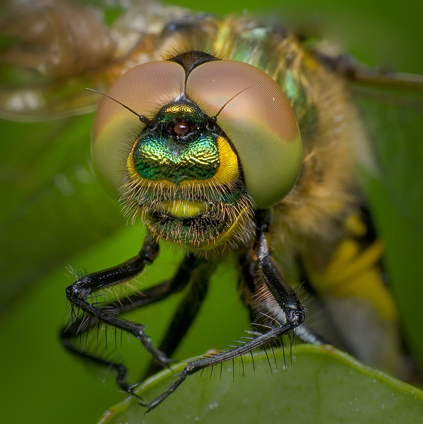 Miedziopierś metaliczna - Somatochlora metallica