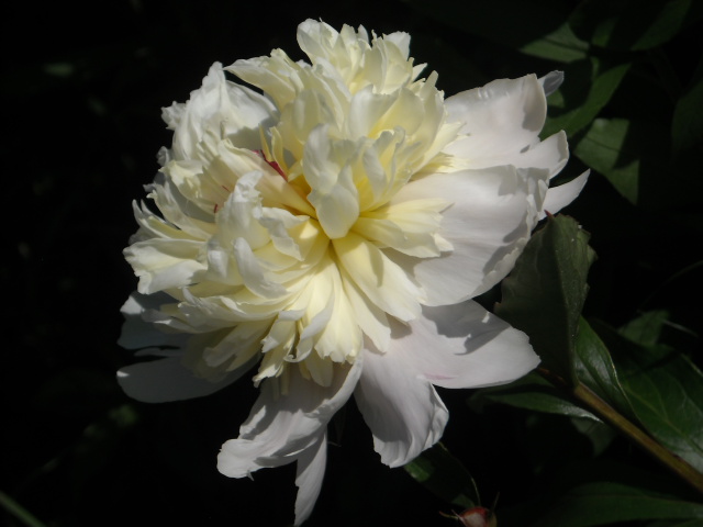Piwonia