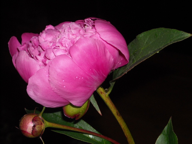 Piwonia